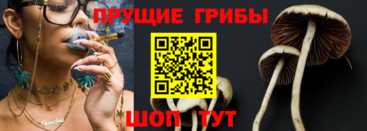 Псилоцибиновые грибы Psilocybine cubensis Шебекино